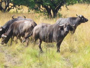 Buffalo Bushmans Rock Safaris Melfort