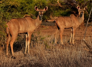 Kudu Old Drift Lodge Victoria Falls Wild Horizons