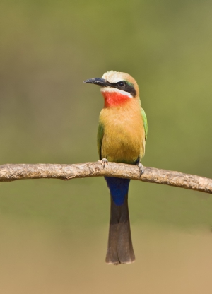 White Fronted Bee Eater Chilo Safari Lodge Gonarezhou