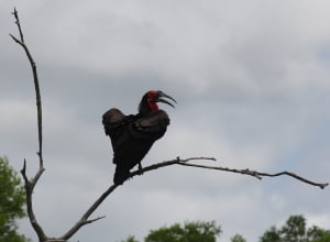 Ground Hornbill Chilo Safari Lodge Gonarezhou