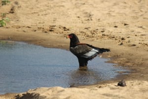 Female Bateleur Eagle Chilo Safari Lodge Gonarezhou