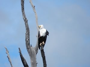 Fish Eagle Lake Kariba 