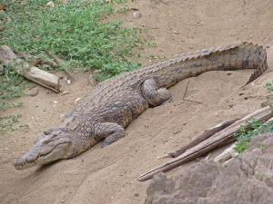 Crocodile Changa Safari Camp Lake Kariba
