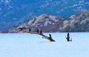 Skadar Lake Birds