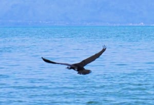 Cormorant 