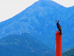 Skadar Lake Bird Watchers