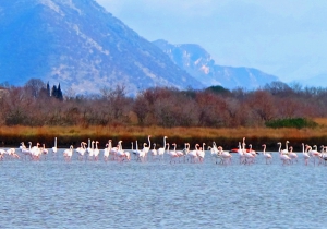 Birdwatching in the Ulcinj Saline