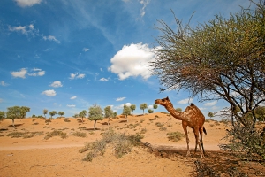 United Arab Emirates