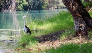Virpazar - Birdwatching