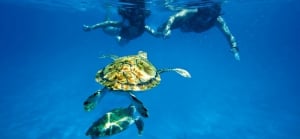 Snorkeling with Turtles 