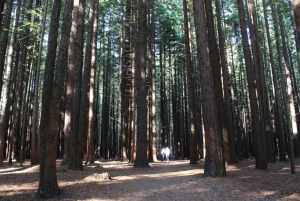 Whakarewarewa Forest