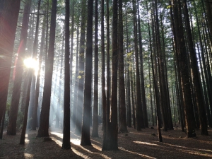 Whakarewarewa Forest