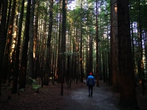 Whakarewarewa Forest