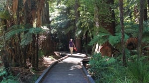 Whakarewarewa Forest