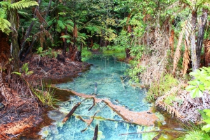 Whakarewarewa Forest