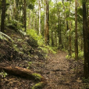 Hinterland Bushwalks