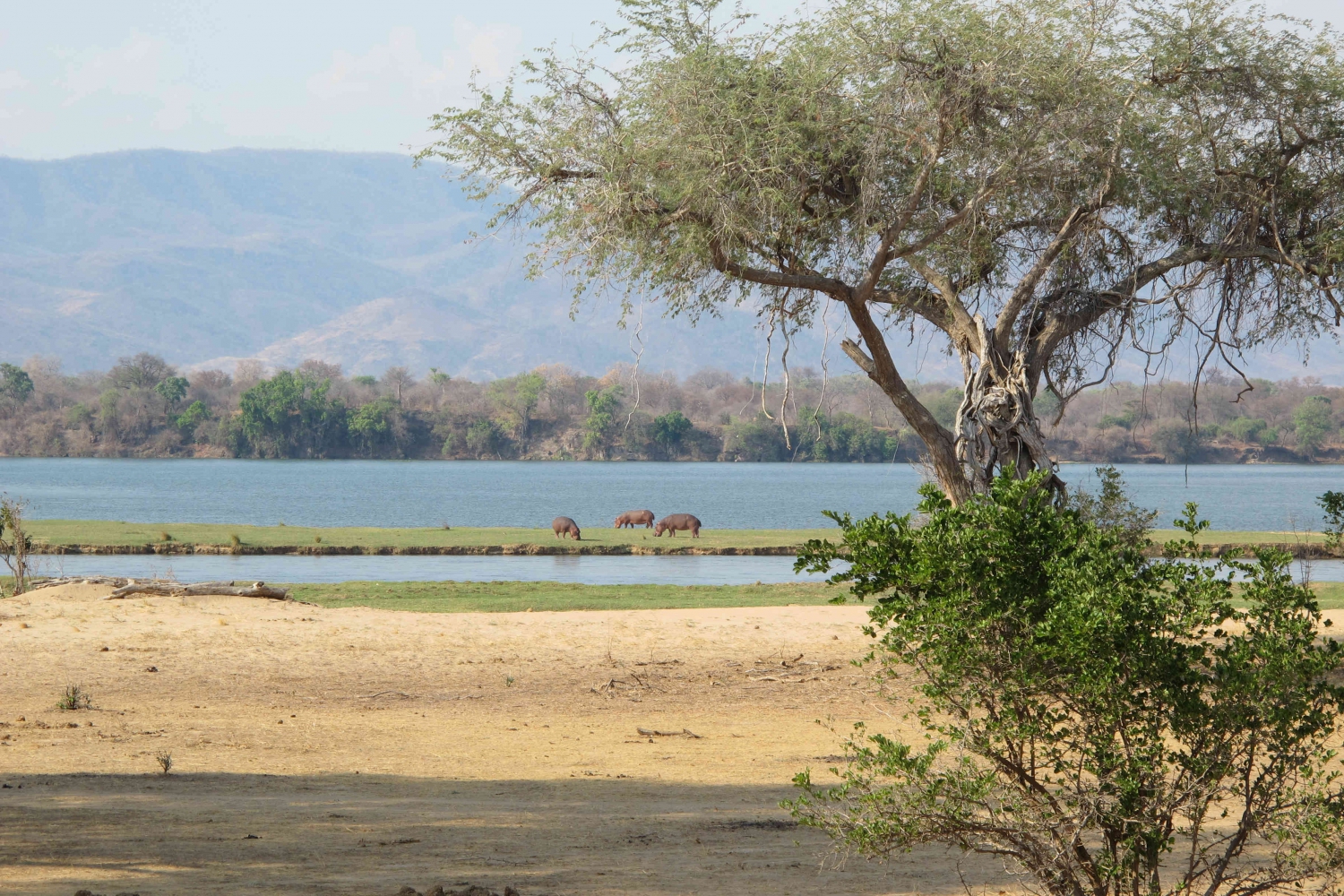 A Memorable Trip to Mana Pools Safari Lodge