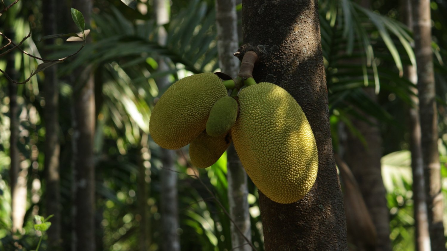 Jackfruit is similar in size or larger than durian and often confused as durian