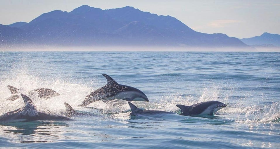 Experience the Magic of Swimming With Dolphins in Kaikoura