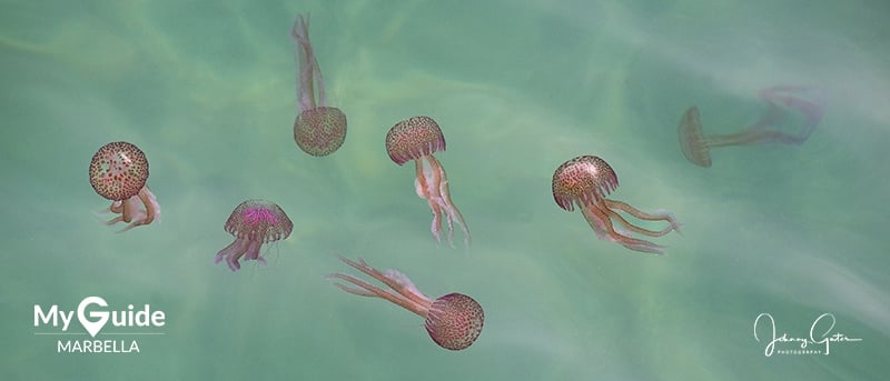 Jellyfish app To Aid Marbella Bathers