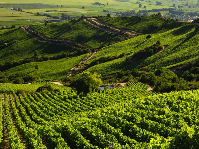 Montes fue seleccionado entre las mejores bodegas por los Premios a los  Mejores Viñedos del Mundo, Reino Unido