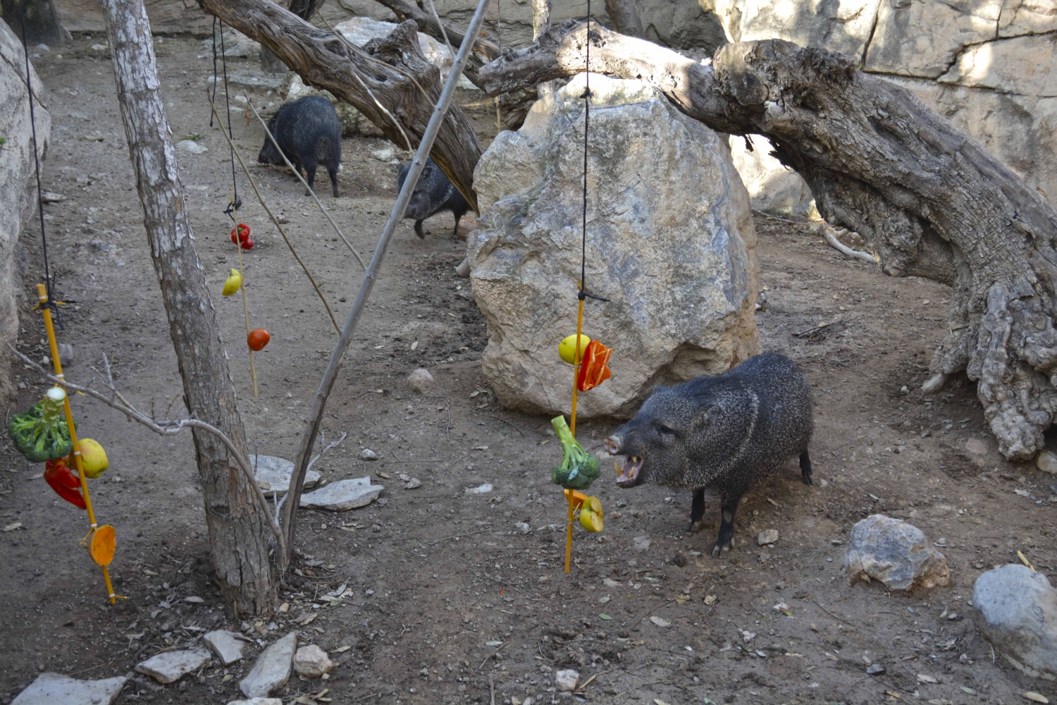 Terra Natura animals taught to hunt for their food