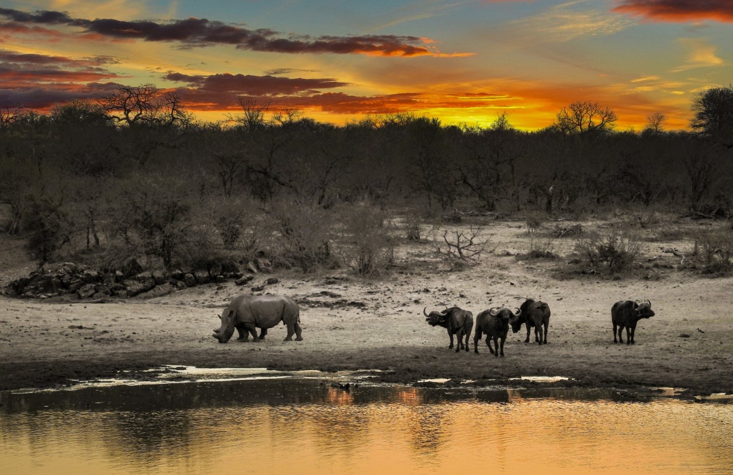 Unique Animals of Zimbabwe and where to see them | My Guide Zimbabwe