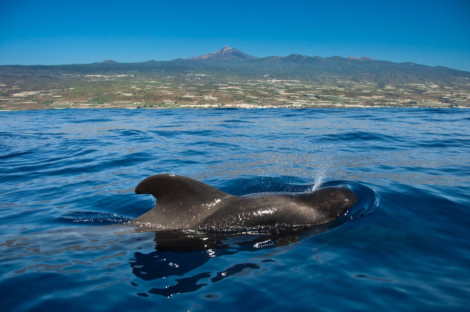 Where can I go Whale and Dolphin Watching in Tenerife?