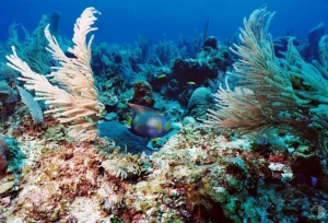 10 things to see and do in Belize