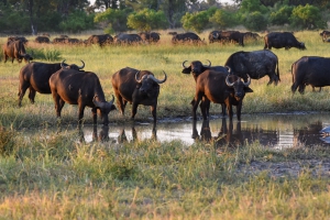 A Mobile Safari Adventure...