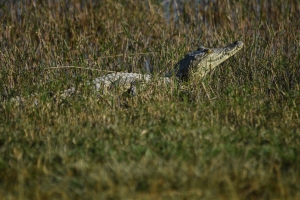 A Mobile Safari Adventure...