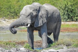 A Mobile Safari Adventure...