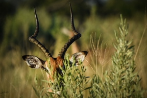 A Mobile Safari Adventure...