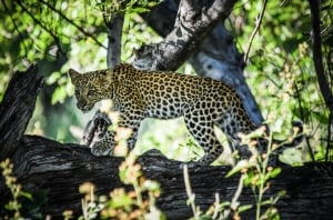 A Mobile Safari Adventure...