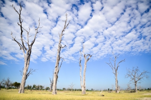 A Mobile Safari Adventure...