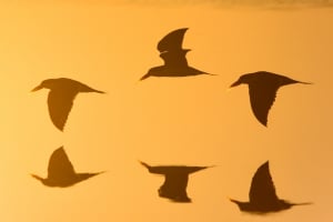 A Mobile Safari Adventure...