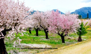 Almond Blossom in Jalon Valley