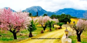 Almond Blossom in Jalon Valley