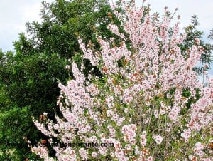 Almond Blossom in Jalon Valley