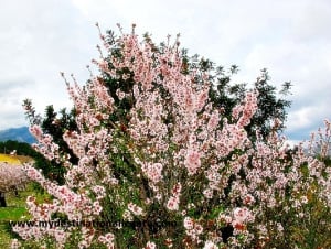 Almond Blossom in Jalon Valley