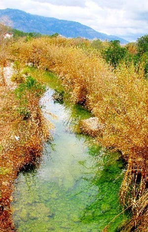 Almond Blossom in Jalon Valley