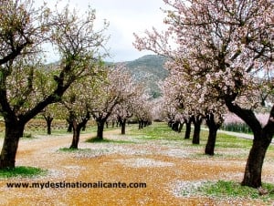 Almond Blossom in Jalon Valley