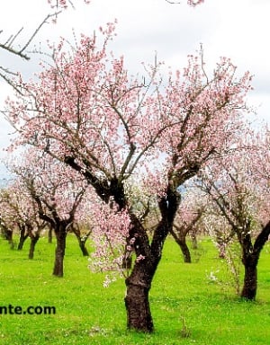 Almond Blossom in Jalon Valley