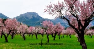 Almond Blossom in Jalon Valley