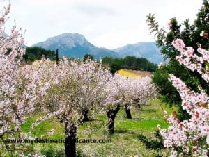 Almond Blossom in Jalon Valley