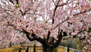Almond Blossom in Jalon Valley