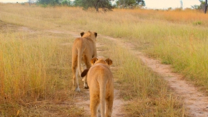 Antelope Park introduces a new activity