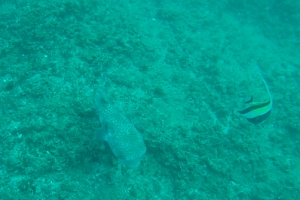 Bazaruto Archipelago Island Hopping