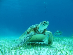 Best of Caribbean Islands