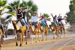 Camel Park - An Amazing Anventure for All